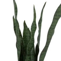 Sztuczna roślina w doniczce, wężownica, 70 cm