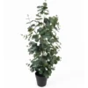Sztuczny eukaliptus w doniczce EDEN, 78 cm